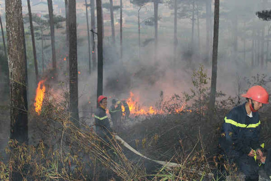 Gần 13 nghìn vụ vi phạm công tác bảo vệ rừng, phòng cháy chữa cháy rừng