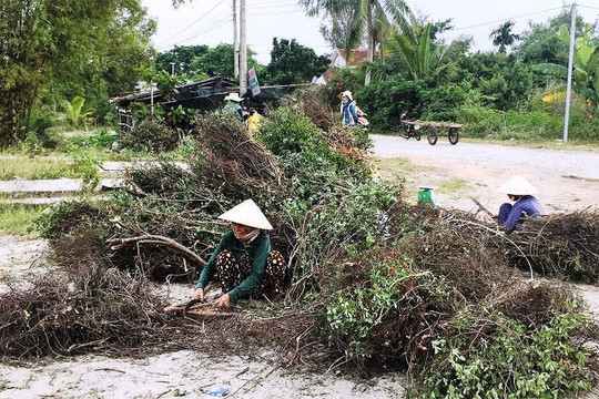 Dân Quảng Nam đổ xô săn lùng cây dó