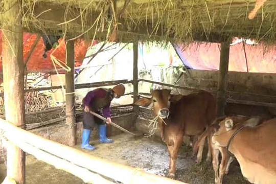 Lạng Sơn: Chủ động phòng, chống rét cho gia súc