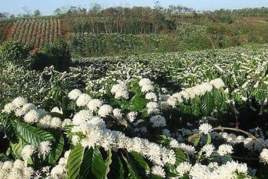 Đặc sắc mật ong hoa cà phê xuất xứ Đắk Lắk