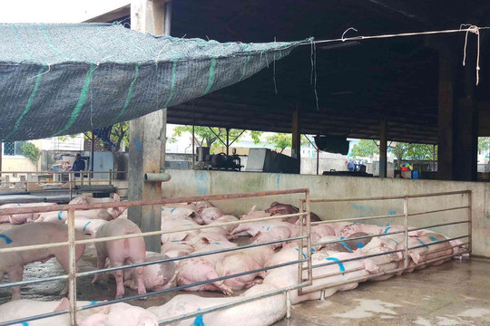 Quảng Ngãi: Kiên quyết xử lý các cơ sở chăn nuôi tập trung gây ô nhiễm