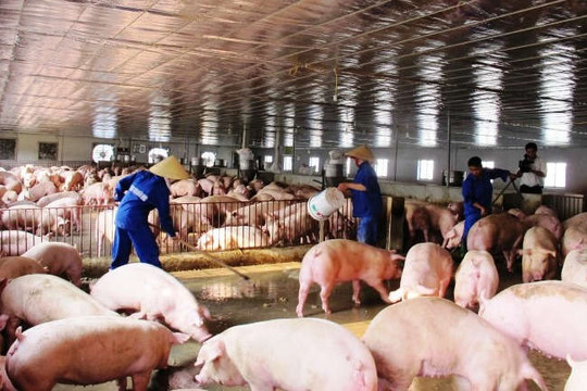 Quảng Nam: Khẩn trương triển khai các biện pháp ngăn chặn nguy cơ xâm nhiễm bệnh dịch tả lợn Châu Phi