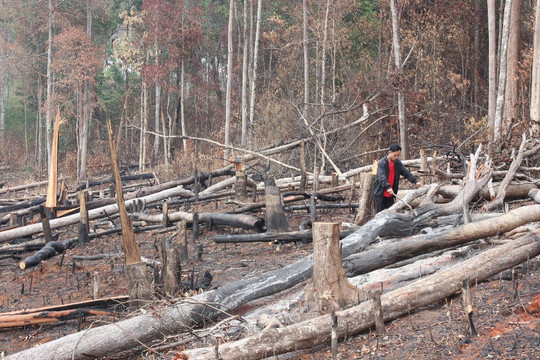 Mất hàng trăm nghìn ha rừng, ai chịu trách nhiệm? - Bài 3: Đổi mới công ty lâm nghiệp để cứu rừng