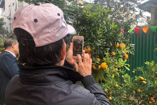 Hà Nội: Đặc sắc hội chợ tinh hoa quất cảnh Tứ Liên 2019