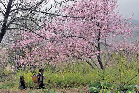 Sơn La sẵn sàng cho Ngày hội Hoa đào 2019