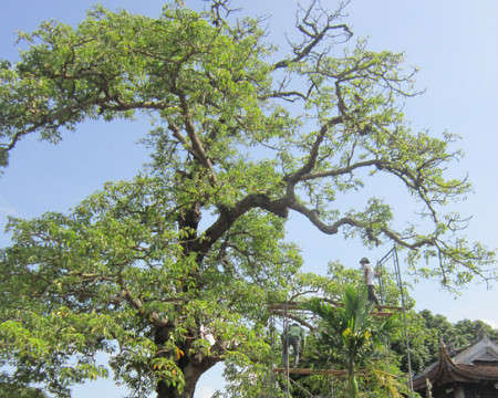 Thêm 6 cây cổ thụ vào danh sách Cây Di sản Việt Nam