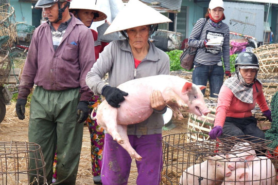 Thú vị chợ heo ‘độc nhất’ Việt Nam