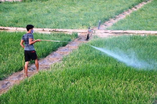 Chùm ảnh: Nông dân tỉnh Ninh Thuận chọn ngày đẹp ra đồng đầu năm