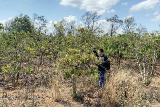 Giữa mùa khô, nông dân Gia Lai quay cuồng chống hạn cho cà phê