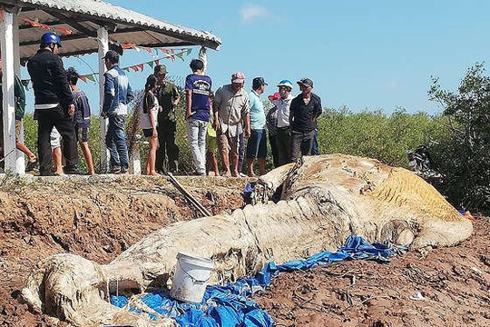 Phát hiện cá ông hàng chục tấn chết trôi dạt vào bờ biển Bạc Liêu