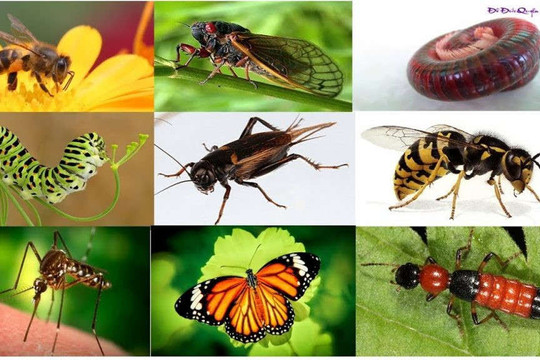 Nhiều loài côn trùng đứng trước bờ vực tuyệt chủng