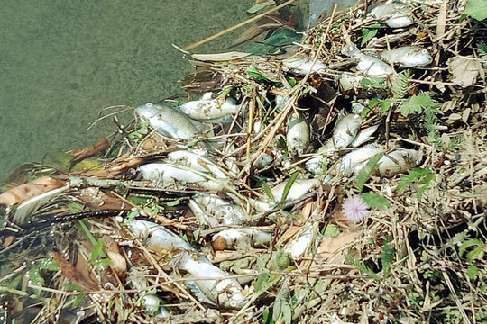 Quảng Nam: Cá chết trắng kênh nghi do nhiễm thuốc diệt cỏ