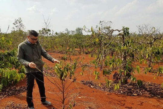 Gia Lai: Cảnh báo hiện tượng El Nino gây hạn hán mùa khô 2019