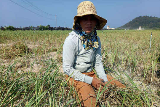 Nắng nóng kéo dài, nông dân Lý Sơn chầu chực trên đồng canh nước