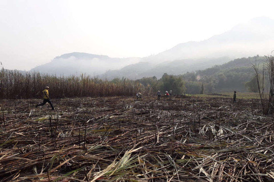 Quảng Ngãi: Liên tục cháy ruộng mía đang đến kỳ thu hoạch