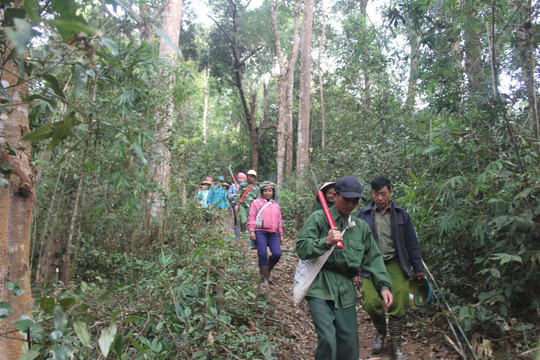 Điện Biên: Tăng cường quản lý bảo vệ và phòng cháy, chữa cháy rừng