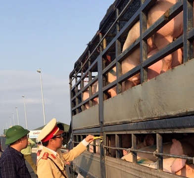 Quảng Ninh:  Xử lý 8 xe chở lợn không có giấy tờ hợp lệ