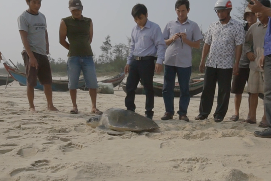 Quảng Trị: Thả cá thể rùa biển 30 kg về môi trường tự nhiên