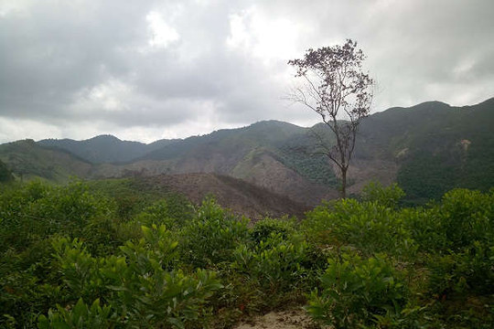 Quảng Bình: Tăng cường các biện pháp bảo vệ rừng, quản lý đất lâm nghiệp và PCCC rừng