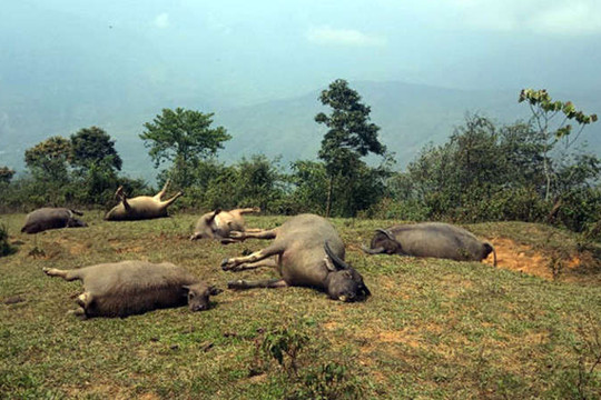 Lào Cai: Cả đàn trâu bị sét đánh chết trong cơn giông