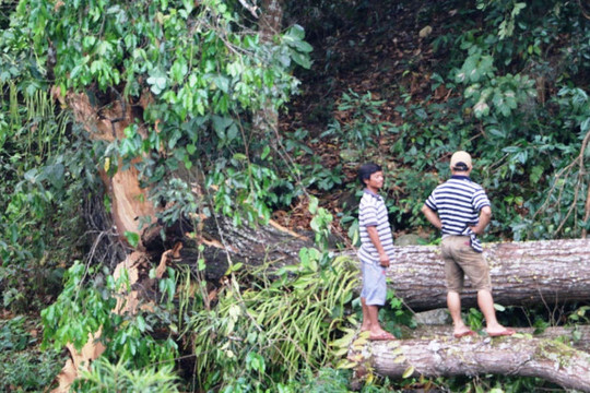 Quảng Nam: Lốc xoáy làm đổ cây cối gây mất điện các xã vùng biên giới
