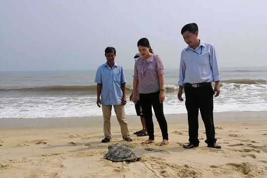 Thừa Thiên- Huế: Thả cá thể rùa quý hiếm nặng hơn 9kg về với biển