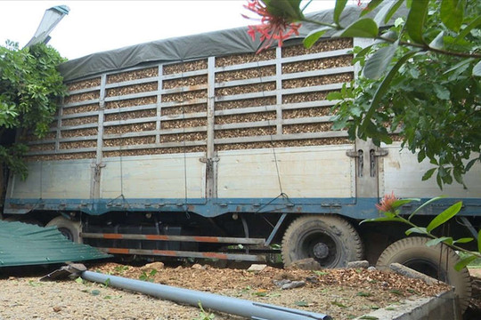 Quảng Trị: Xe container chở gỗ dăm mất lái lao vào nhà dân