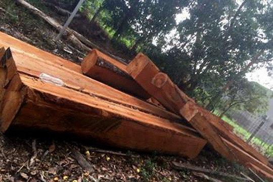 Thanh niên 9X bị phạt 50 triệu đồng vì vận chuyển gỗ lậu