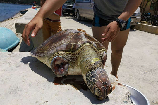 Phát hiệt một cá thể rùa biển bị giết, chặt hai vây tại Vịnh Vĩnh Hy