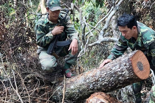 Khởi tố vụ phá rừng nghiêm trọng tại Phong Nha - Kẻ Bàng