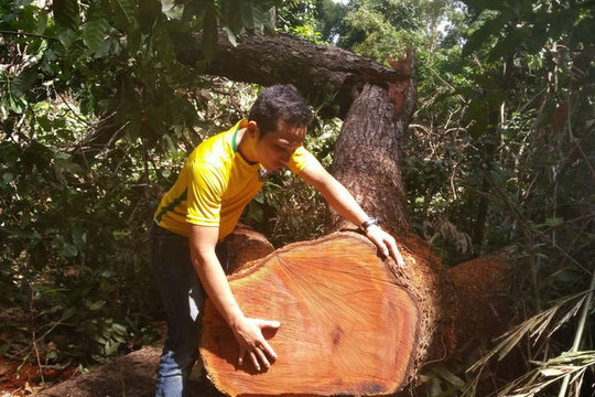Gia Lai: Khởi tố vụ chặt hạ trái phép hơn 13m3 gỗ rừng