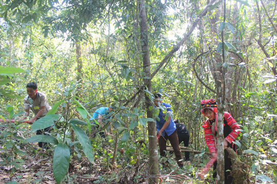Điện Biên: Điều tiết chi trả dịch vụ môi trường rừng