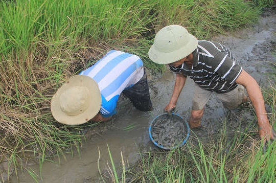 Quảng Trị: Nông dân đánh bắt tôm cá ngay trên ruộng lúa hữu cơ