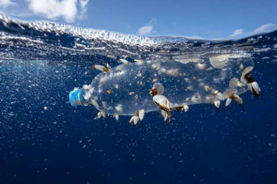 Nghiên cứu về sinh vật phù du trong 6 thập kỷ cho thấy rác thải nhựa tăng lên