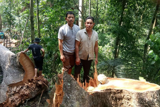 Xác định 02 đối tượng “xẻ thịt” rừng phòng hộ Đắk Mi ở Quảng Nam