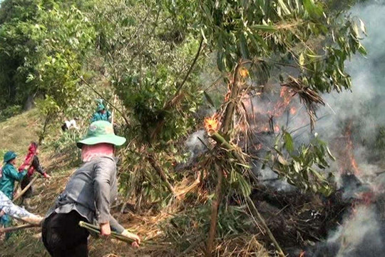 Sơn La: Nắng nóng gây cháy 60ha rừng trồng