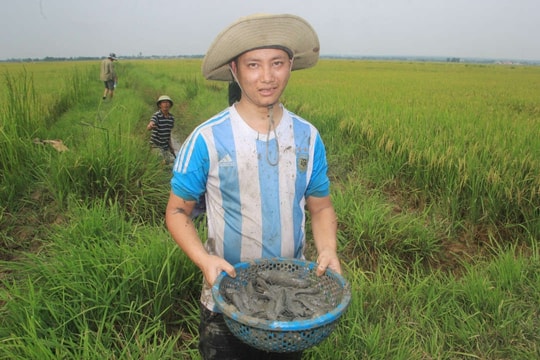 Quảng Trị: Mô hình lúa hữu cơ giúp khôi phục và duy trì hệ sinh thái đồng ruộng