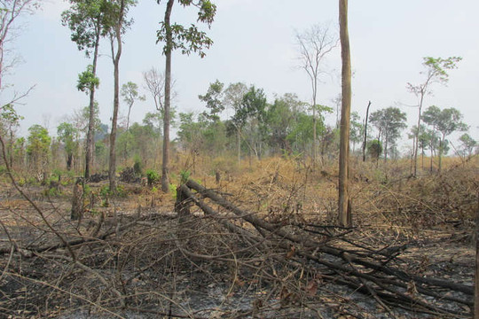 Gia Lai: Khởi tố vụ đốt phá hơn 4 ha rừng tại huyện Ia Pa