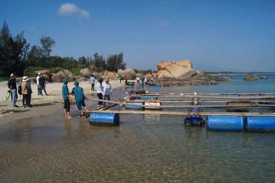 Quảng Ngãi: Tháo dỡ lồng bè, chấm dứt nuôi cá trên vùng biển Dung Quất