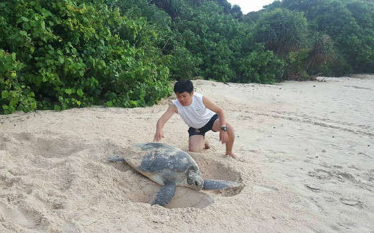 Khởi động chương trình bảo tồn rùa biển 2019