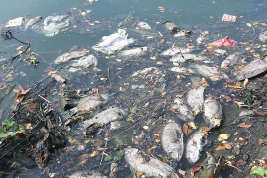 Đà Nẵng: Xử lý tình trạng xả thải làm cá chết hàng loạt trên sông Phú Lộc