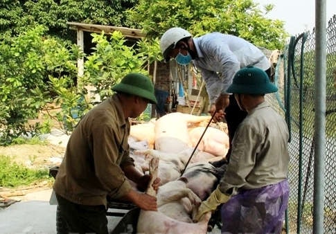 Hải Dương tiếp tục bùng phát dịch tả lợn Châu Phi