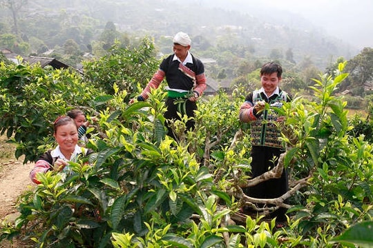 Yên Bái: Sản lượng chè bị sụt giảm do nắng nóng kéo dài