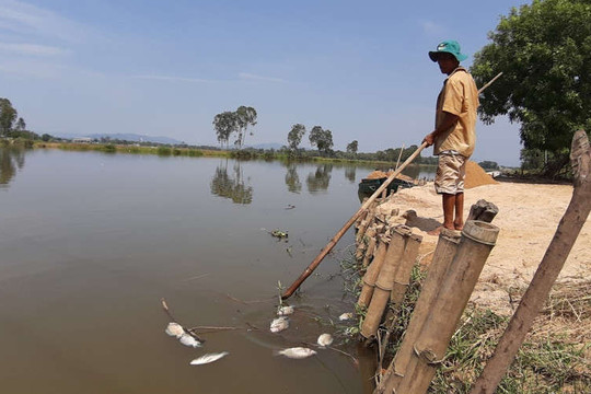 Quảng Nam: Nước sông Bàn Thạch nhiễm mặn cao, cá chết nổi trắng