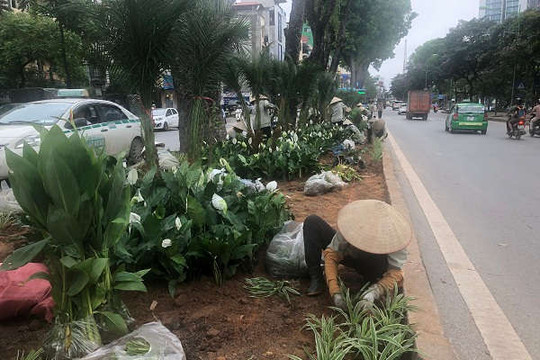 Hà Nội: Phủ xanh hàng nghìn cây hoa dải phân cách đường Kim Mã