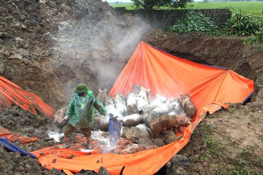 Ninh Bình: Hỗ trợ đến 48.000 đồng/kg lợn cho người dân khi phải tiêu hủy
