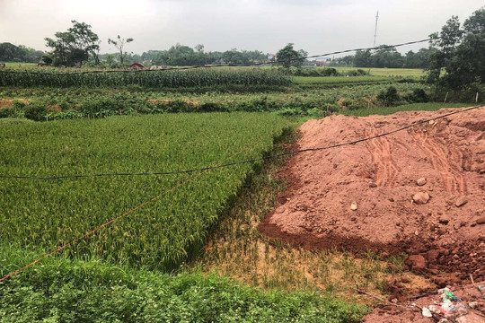 Phú Bình (Thái Nguyên): Cắt bỏ lúa sắp chín ngang nhiên san đắp đất nền thổ cư
