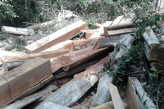 Bình Thuận: Tăng cường bảo vệ rừng phòng hộ đầu nguồn