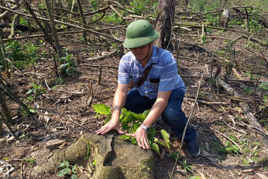 Quảng Ninh: Trồng rừng thay thế hay tàn phá rừng phòng hộ?