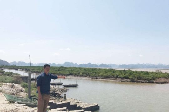 Quảng Ninh: Bảo vệ rừng ngập mặn gắn với bảo tồn đa dạng sinh học